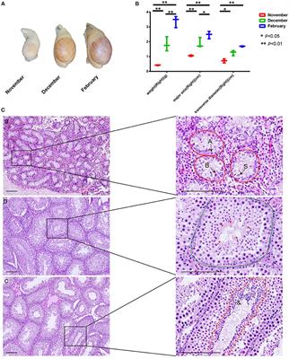 Involvement of testicular N-glycoproteome heterogeneity in seasonal spermatogenesis of the American mink (Neovison vison)